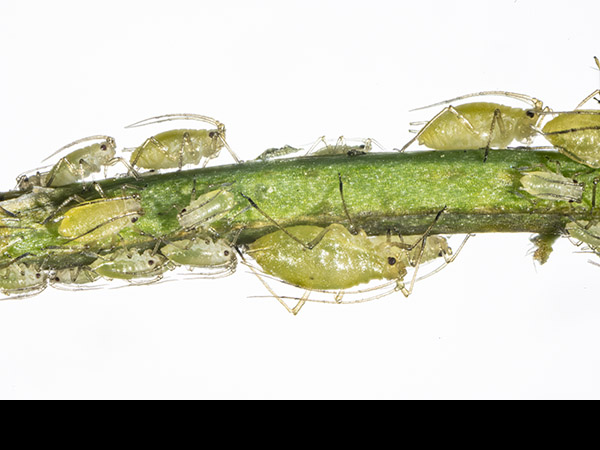 Aphid on Cardamine hirsuta, Hairy Bitter-cress