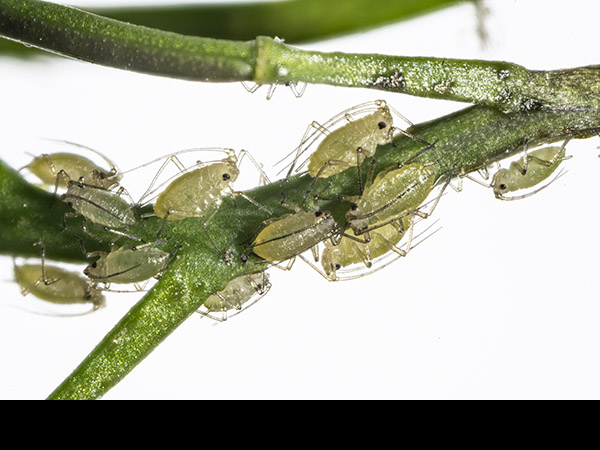 Aphids feeding on Cardamine hirsuta, Hairy Bitter-cress