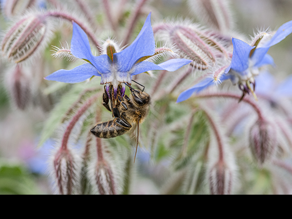 Apis mellifera on Borage