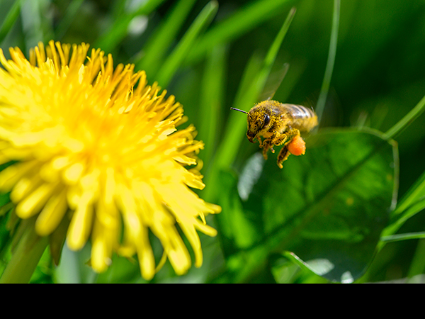 Apis mellifera on Dandelion