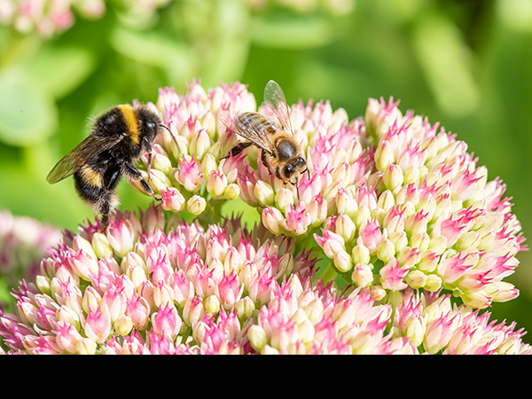 Apis mellifera with Bombus terrestris