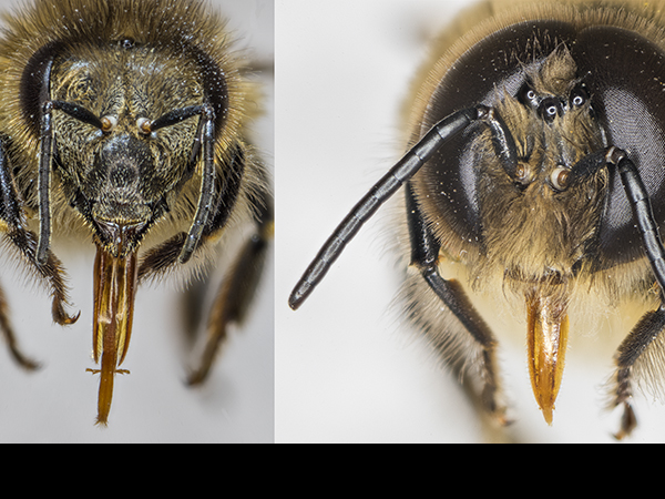 Apis mellifera face views