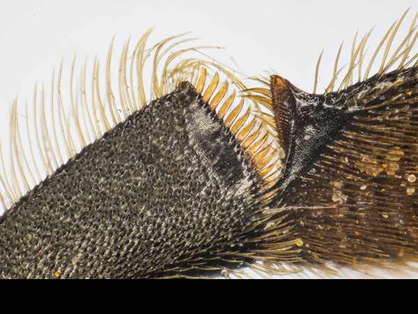 Apis pollen press