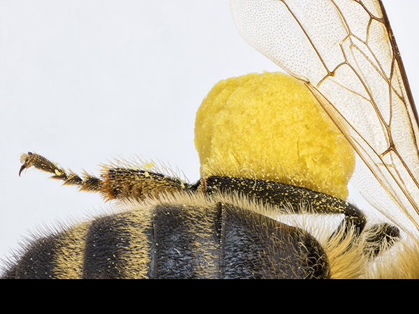 Apis pollen load