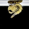 Aquatic animals