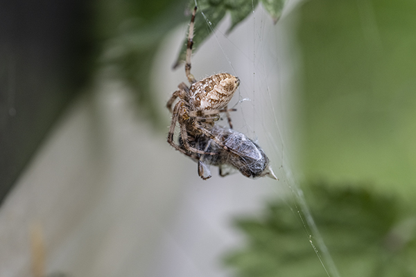 Araneus diadematus, Garden spider