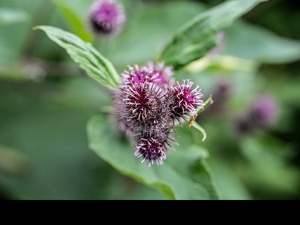 Arctium minus, Lesser Burdock