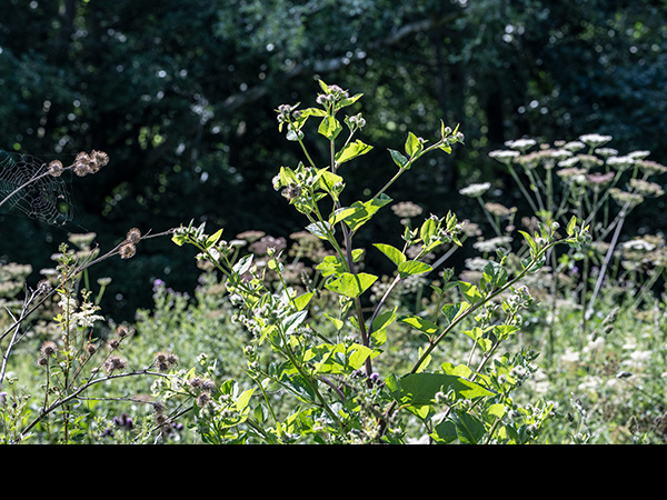 Arctium minus, Lesser Burdock