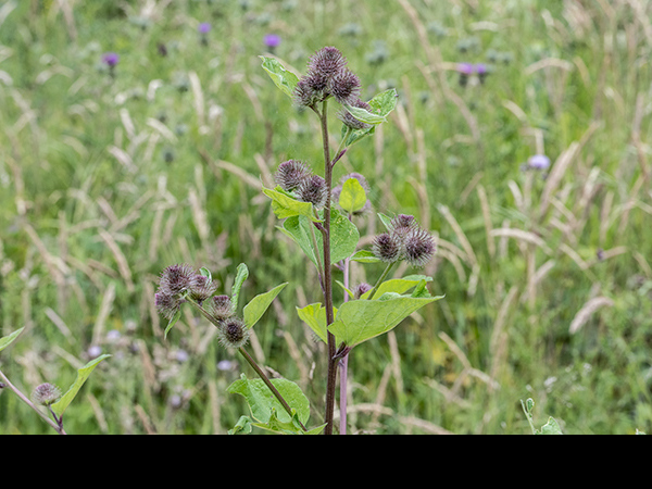 Arctium minus, Lesser Burdock