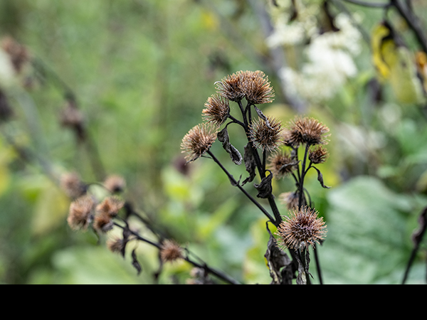 Arctium minus, Lesser Burdock