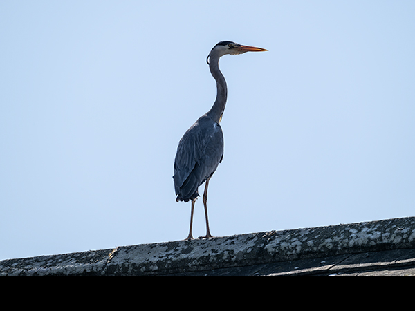 Ardea cinerea, Grey Heron