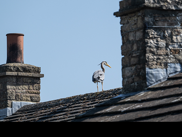 Ardea cinerea, Grey Heron