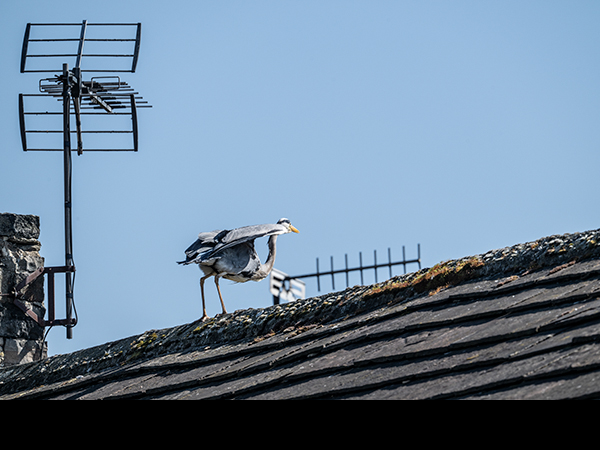 Ardea cinerea, Grey Heron