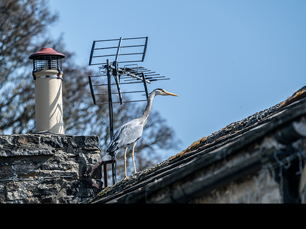 Ardea cinerea, Grey Heron