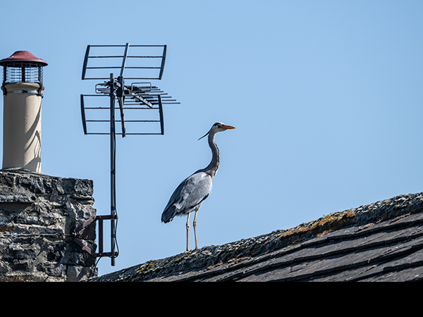 Ardea cinerea, Grey Heron