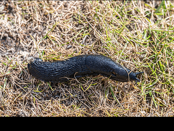 Arion ater, Large Black Slug