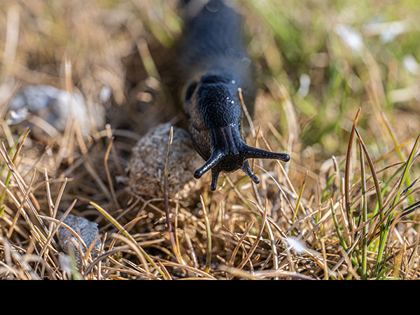 Arion ater, Large Black Slug