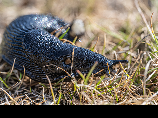 Arion ater, Large Black Slug