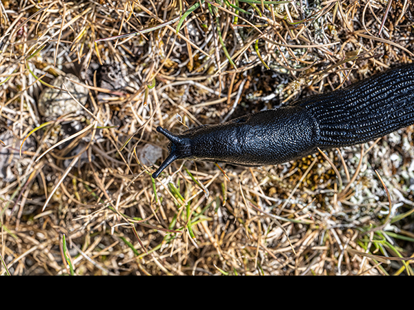 Arion ater, Large Black Slug