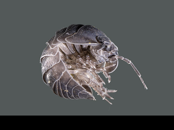 Armadillidium vulgare, Common pill-bug