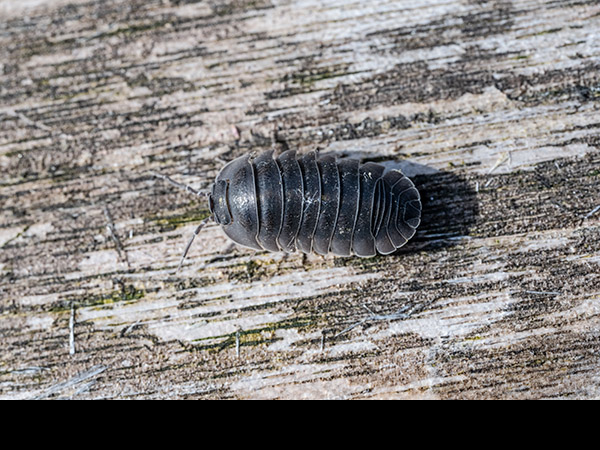 Armadillidium vulgare, Common pill-bug