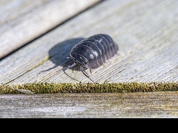 Armadillidium vulgare, Common pill-bug