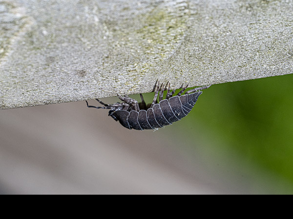 Armadillidium vulgare, Common pill-bug