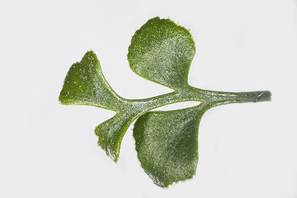 Asplenium ruta-muraria, Wall Rue