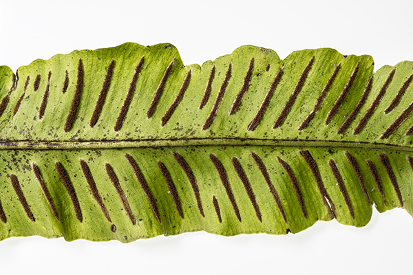 Asplenium scolopendrium, Hart's Tongue Fern