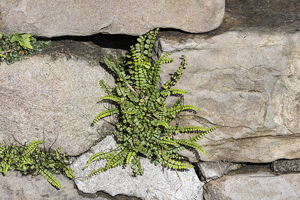 Asplenium trichomanes, Maidenhair Spleenwort