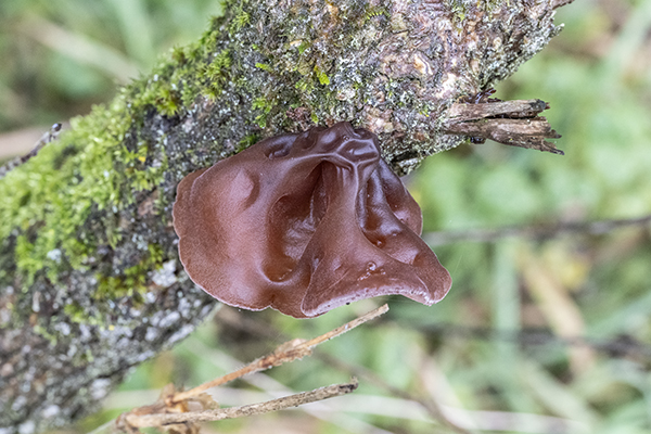 Auricularia auricula-judae, Jelly Ear