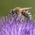 Bees & wasps