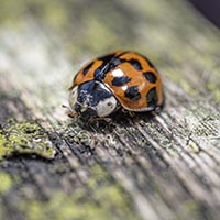 Beetles & bugs