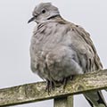 Birds & mammals