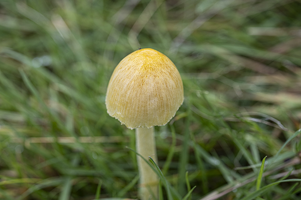 Bolbitius titubans, Yellow Fieldcap