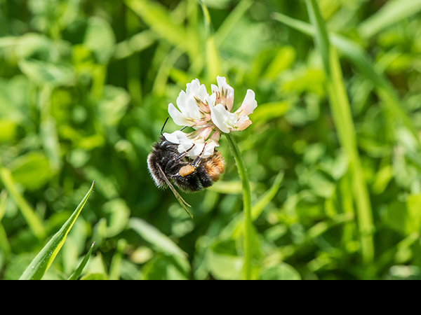 Bombus lapidarius worker