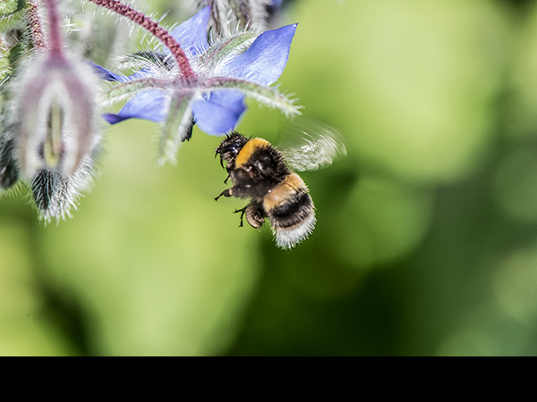 Bombus terrestris in flight