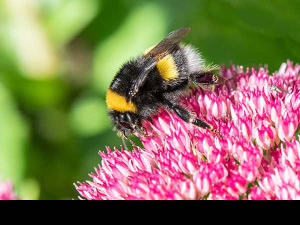 Bombus terrestris queen