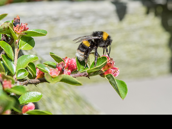 Bombus terrestris