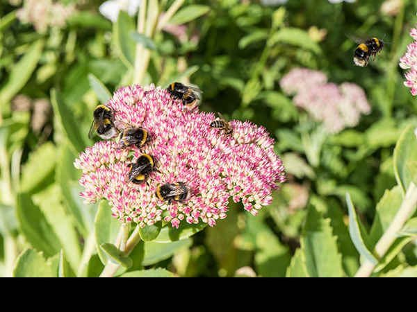 Bombus terrestris