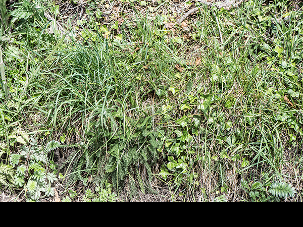 Bombus terrestris nesting site