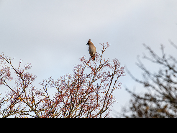 Bombycilla garrulus, Waxwing