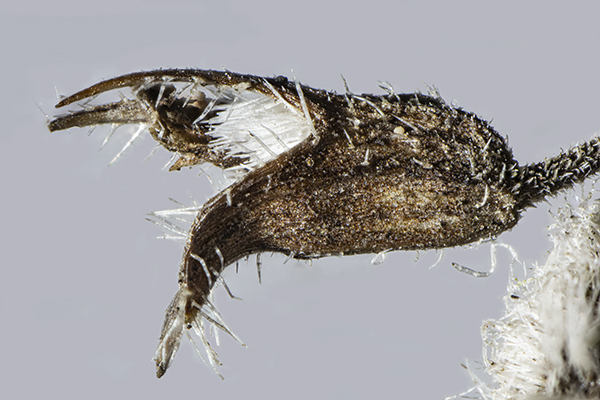 Botrytis, Grey mould