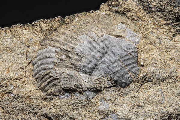 Fossils in limestone