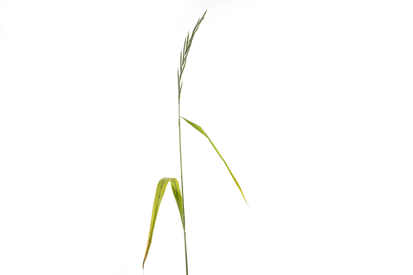 Brachypodium sylvaticum, False Brome