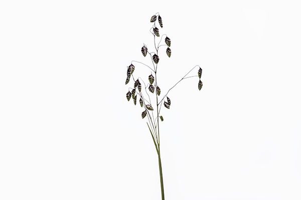 Briza media, Common Quaking-grass