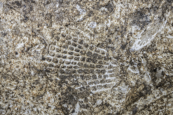 Fossils in limestone