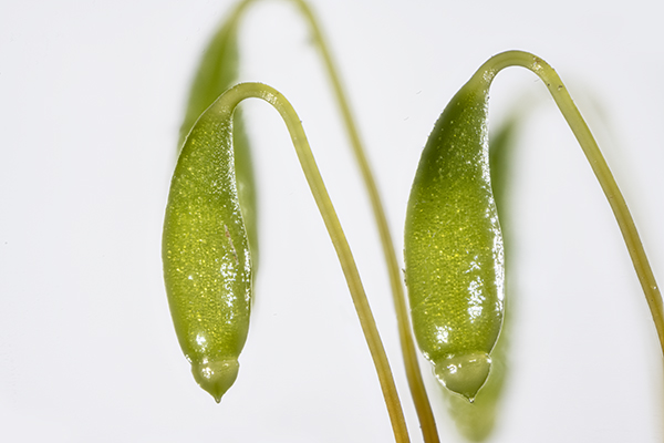 Bryum capillare, Capillary Thread-moss