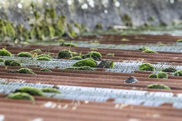 Bryum pallescens, Tall-clustered Thread-moss
