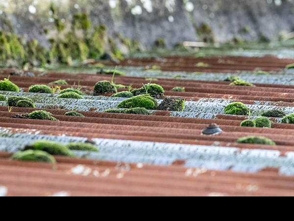 Bryum pallescens, Tall-clustered Thread-moss